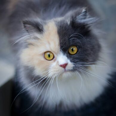 KEDİ DİŞ HEKİMLİĞİ. Kedi diş hekimliği, kedilerin ağız, diş ve çene sağlığıyla ilgilenen veteriner diş hekimliği dalıdır. Kedilerde ağız ve diş sorunları oldukça yaygındır, bu yüzden düzenli olarak diş kontrolleri ve gerekli tedaviler önemlidir. Bu alan aşağıdaki hizmetleri kapsar: Kedi Diş Hekimliğinde Başlıca Konular: Diş Taşı Temizliği ve Plak Kontrolü: Kedilerde plak ve tartar birikimi diş eti hastalıklarına neden olabilir. Diş taşı temizliği genellikle anestezi altında ultrasonik cihazlarla yapılır. Periodontal Hastalıkların Tedavisi: Diş eti iltihapları (gingivitis) ve ileri seviye diş eti çekilmeleri (periodontitis) tedavi edilir. FORL (Feline Odontoclastic Resorptive Lesions): Kedilere özgü, oldukça ağrılı olan ve dişin erimesiyle karakterize bir hastalıktır. Etkilenen dişler genellikle çekilmelidir. Diş Çekimi: İleri düzey hasar görmüş, kırılmış veya enfekte olmuş dişlerin çekilmesi gerekebilir. Ağız İçi Tümörlerin Tanı ve Tedavisi: Ağızda görülen kitleler veya lezyonlar incelenir ve gerekirse biyopsi alınarak teşhis konur. Travmatik Diş Yaralanmaları: Kırık veya yerinden oynamış dişlerin tedavisi yapılabilir, bazı durumlarda kanal tedavisi uygulanabilir. Ağız Hijyen Eğitimi ve Evde Bakım Önerileri: Evde diş fırçalama, diş sağlığına destek olan mama ya da ödül mamaları hakkında bilgilendirme yapılır. KediNİZİ ne sıklıkla diş muayenesine veterinere götürmeli Kedinizi yılda en az bir kez genel veteriner muayenesi sırasında diş sağlığı açısından da kontrol ettirmeniz önerilir. Ancak bazı durumlarda bu sıklık artırılmalıdır. Genel Öneriler: Kedi Tipi Diş Kontrolü Sıklığı Sağlıklı, genç kedi (1-6 yaş) Yılda 1 kez Yaşlı kedi (7 yaş ve üzeri) Yılda 2 kez Diş hastalığı geçmişi olan kediler 6 ayda 1 kez veya veterinerin önerdiği aralıklarla. Diş Kontrolünü Gerekli Kılabilecek Belirtiler: Ağız kokusu (halitozis) Aşırı salya Yemek yemede isteksizlik ya da mama seçme Tek taraflı çiğneme Diş eti kızarıklığı veya kanama Ağız çevresinde patilerle kaşınma Diş kaybı ya da gevşek dişler Ağızda görülebilen kitleler Bu belirtilerden herhangi biri varsa, rutin kontrol zamanını beklemeden veteriner diş hekimine başvurmalısınız. Ekstra Öneri: Evde diş bakımı yapabiliyorsanız (örneğin diş fırçalama veya özel dental mama kullanımı), veteriner diş kontrolleri daha koruyucu odaklı olur ve olası sorunlar daha en saptanabilir.
