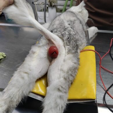 7a10bca3-6e85-479d-8ef3-8afcac4a893a