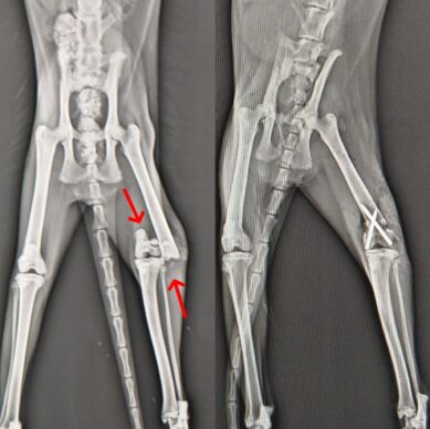 fc6a2c00-fca3-43e6-9dc3-8080347c7443